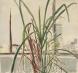 Lemon Grass